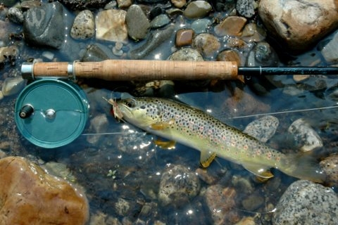 Scott-F-Condex-reel-brown-trout.jpg